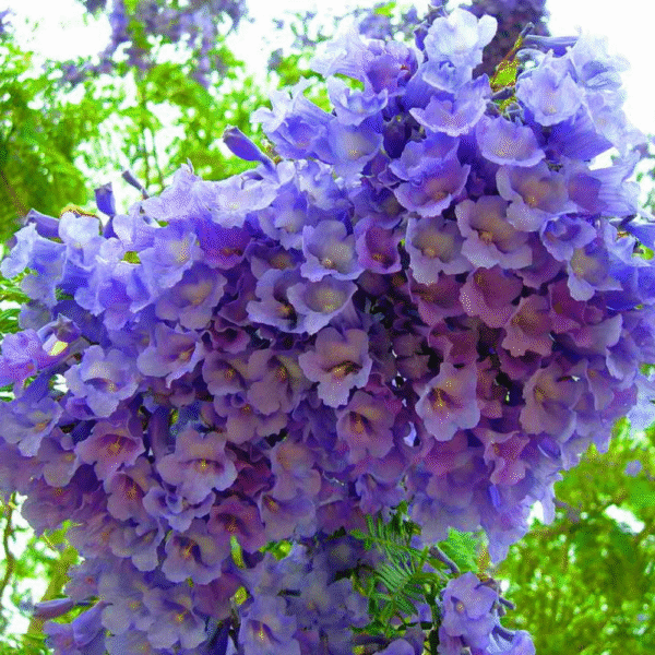 Jacaranda Tree (Neelmohar)