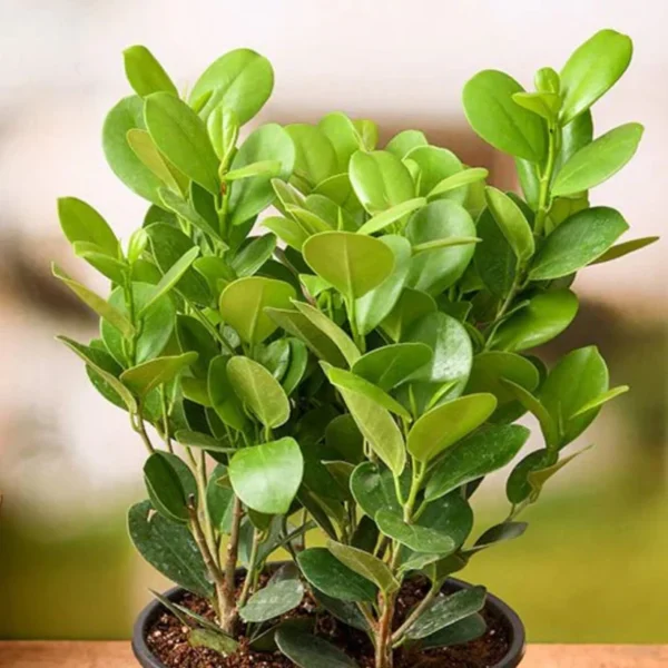 Crassula Ovata