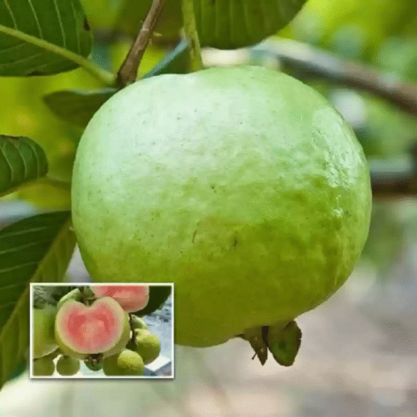 Red Diamond Guava