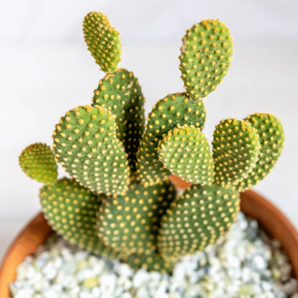 Rabbit Cactus